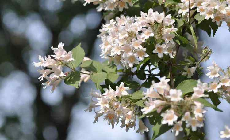 花灌木 這6種珍貴好看的花灌木，公園庭院種上它們就對了