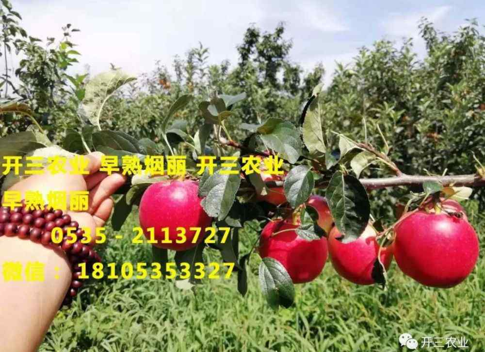 北方果樹(shù)56個(gè)品種 果樹(shù)苗木信息