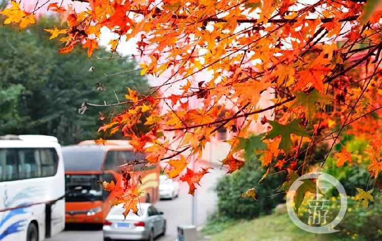 葉美景 江北城的楓葉紅了 為重慶主城平添一抹紅葉美景