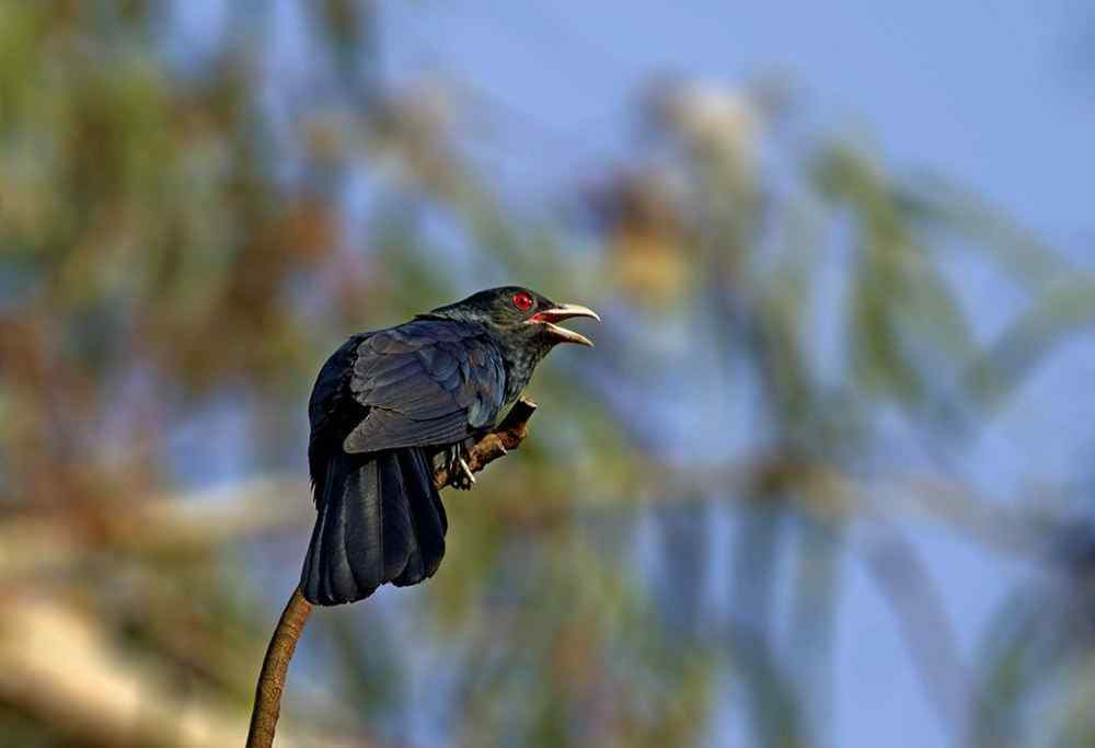 鬼鳥 恐怖叫聲的“鬼鳥”原來就是噪鵑叫聲，民間稱“冤魂鳥”