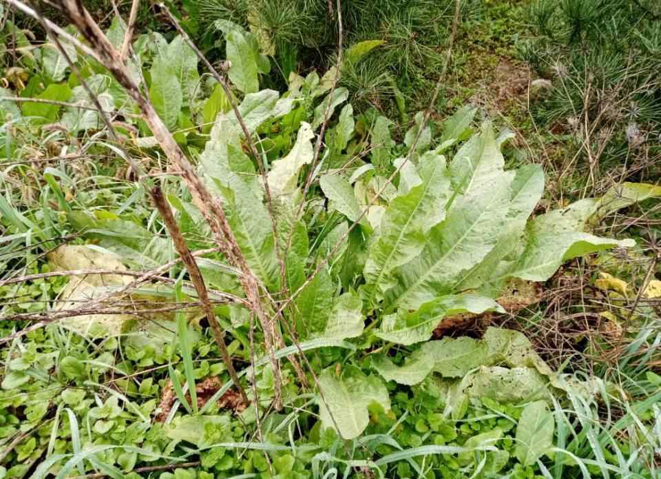 野菠菜怎么吃 小時候常挖的野菠菜很好吃，農(nóng)婦卻挖根有許多妙用