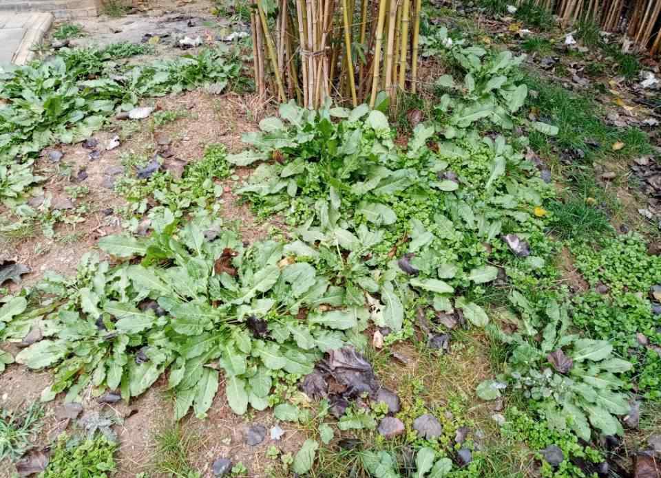 野菠菜怎么吃 小時候常挖的野菠菜很好吃，農(nóng)婦卻挖根有許多妙用