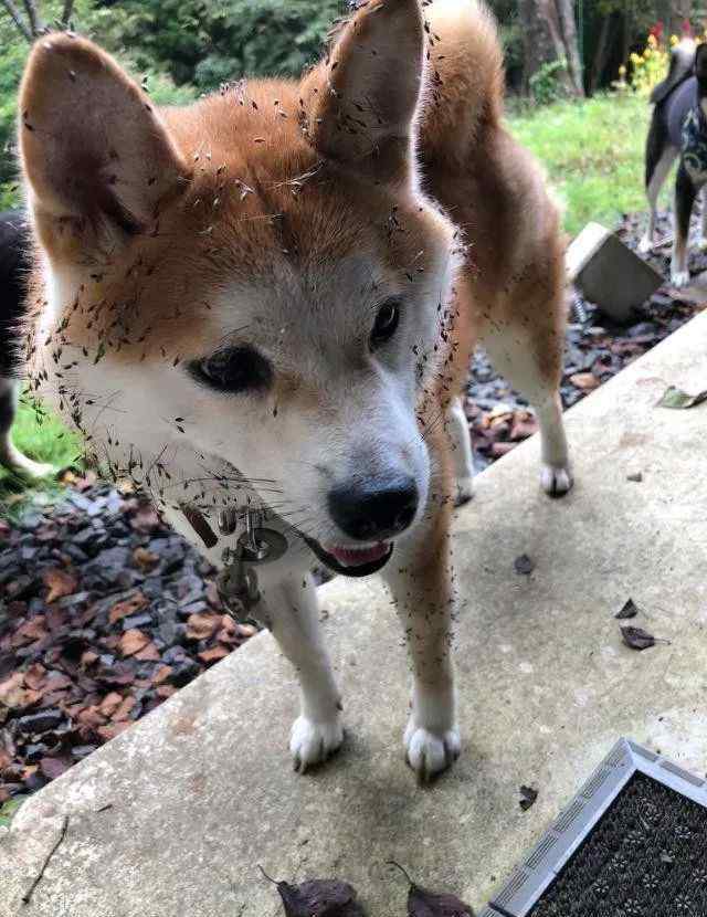 哭笑鏟 回村后的柴犬，徹底解放天性。鏟屎官快哭了！