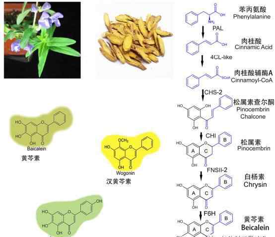 黃芩素 Mol Plant | 上海辰山植物園解析了抗癌分子黃芩素的生物合成途徑