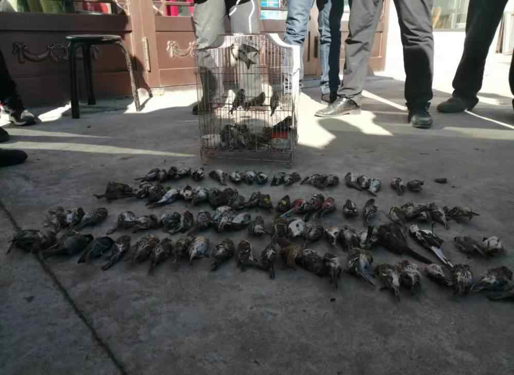 極危物種 獵捕野生鳥超百只其中有極危物種，黑龍江一村民被刑拘