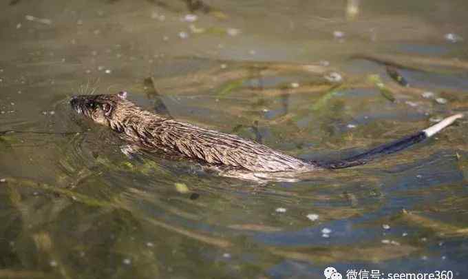 蔗蟾蜍 動物界的“開膛手”，自學(xué)獵殺毒蟾蜍技能，專吃其肝臟！