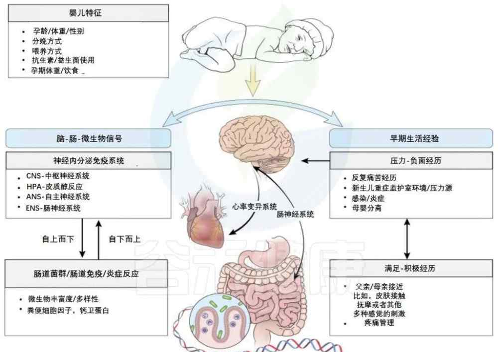 神經(jīng)系統(tǒng)治療 抑郁，自閉等神經(jīng)系統(tǒng)疾病治療新出路