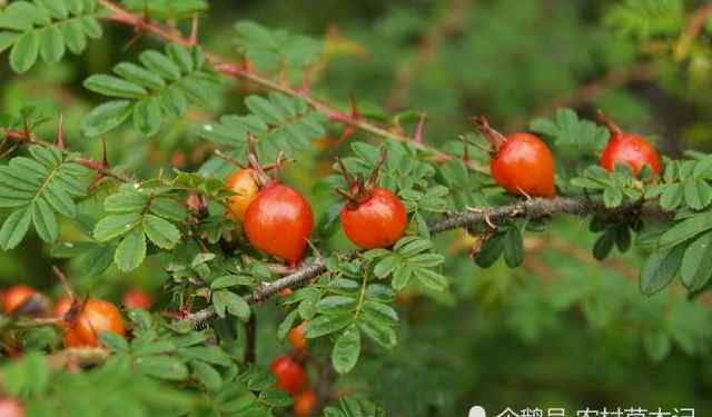 毛葉薔薇 它是如此的珍貴，卻因果實(shí)小，無人采摘，殊不知55元一斤