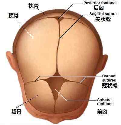 嬰兒頭頂囟門多久閉合 寶寶囟門閉合早晚問題不大，但顱縫閉合早了不行哦