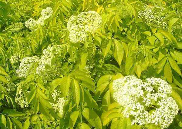 花灌木 這6種珍貴好看的花灌木，公園庭院種上它們就對了