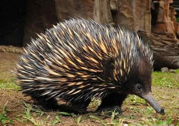 哺乳動物和卵生動物的區(qū)別 哺乳動物也下蛋，來認識一下這個卵生哺乳動物