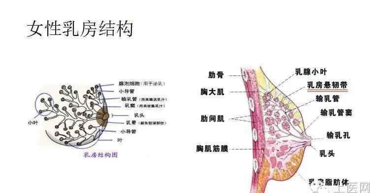 治療乳腺增生 中醫(yī)針刺治療乳腺增生，立竿見影的療效~