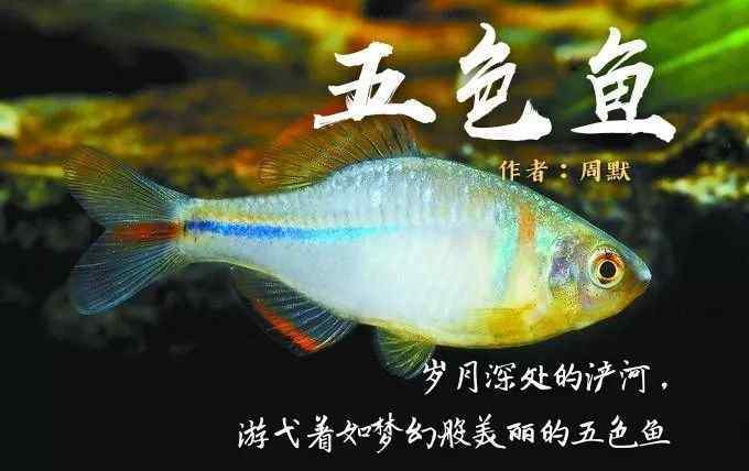 五色魚 周默散文作品：五色魚