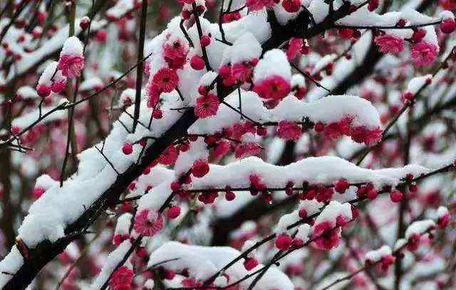 北風吹雁雪紛紛的上一句是什么 白雪紛飛，這十句詠雪的名詩，寫盡冬天的味道