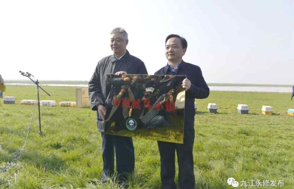 中國永修 真棒！永修縣吳城鎮(zhèn)成為“中國候鳥小鎮(zhèn)”啦！