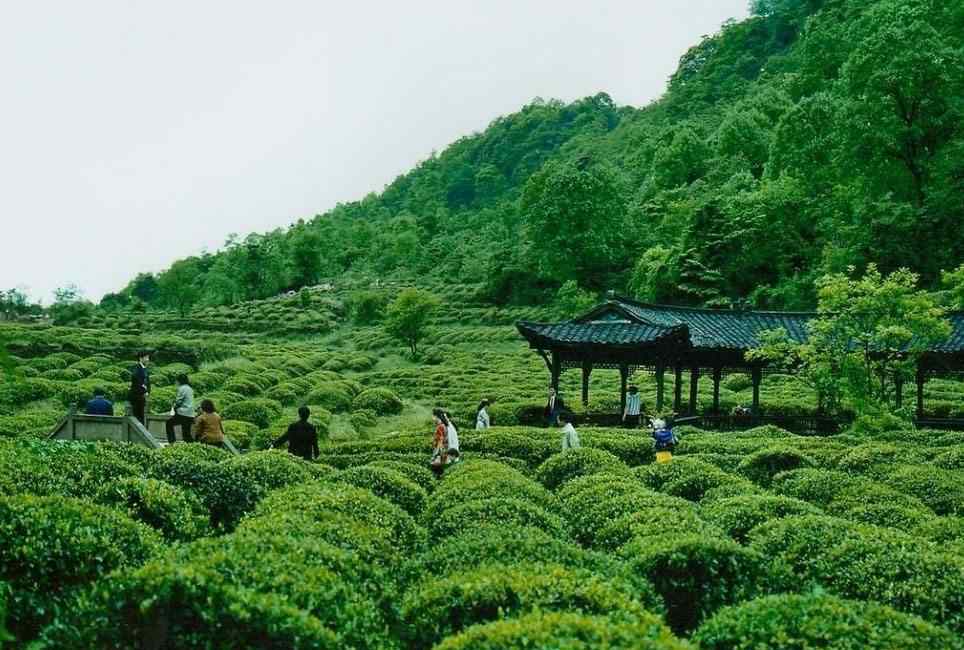 成都周邊二日游 成都周邊兩日游推薦，雅安蒙頂山！