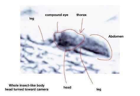 火昆 火星昆蟲？照片里的“證據(jù)”