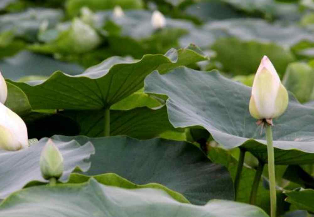 怎樣種植蓮藕 如何提高水田種藕的產(chǎn)量？