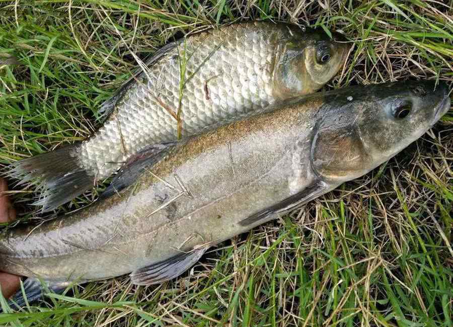 新疆大頭魚 為何新疆大頭魚與大熊貓同屬一個保護級別？原因卻是這個樣子！