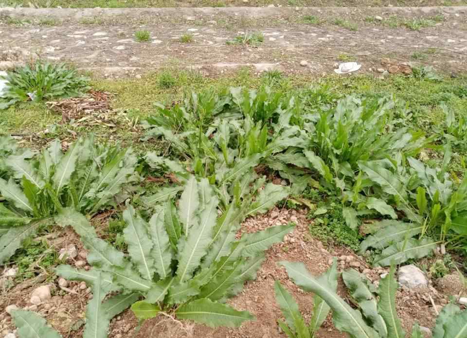 野菠菜怎么吃 小時候常挖的野菠菜很好吃，農(nóng)婦卻挖根有許多妙用