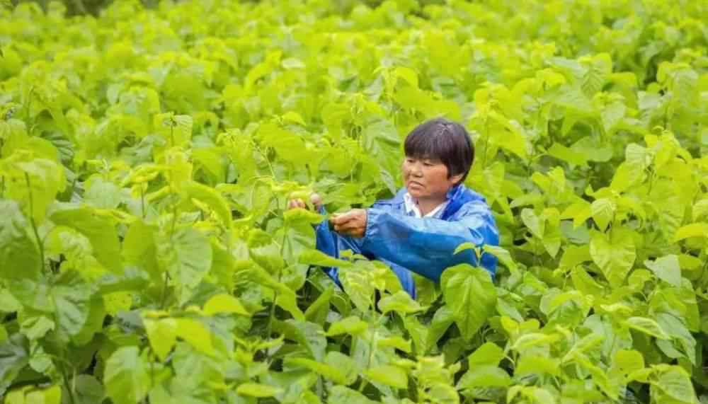 中國蠶桑絲織技藝 古老土地上的傳統(tǒng)技藝，傳承蠶桑文化，尋找歷史的痕跡