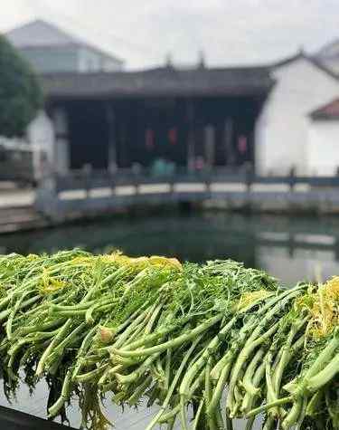 老人引楊氏 楊氏宗祠 陸蓓容