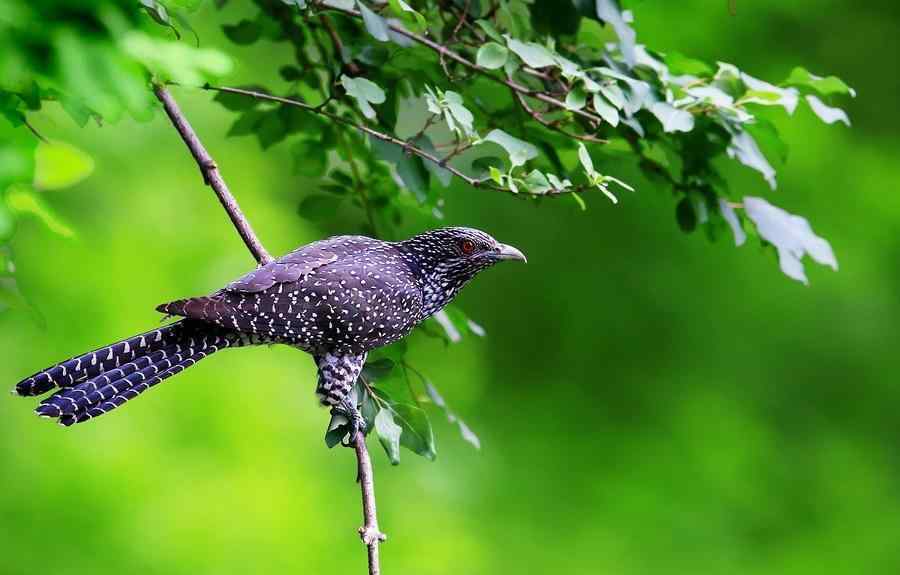 鬼鳥 恐怖叫聲的“鬼鳥”原來就是噪鵑叫聲，民間稱“冤魂鳥”