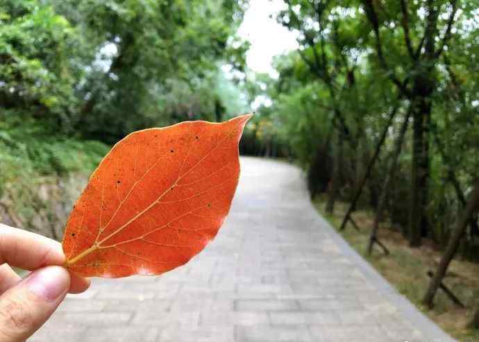 大化山 紅葉觀賞地圖出爐！福州哪些地方紅葉觀賞正當(dāng)時？