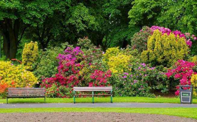 花灌木 這6種珍貴好看的花灌木，公園庭院種上它們就對了