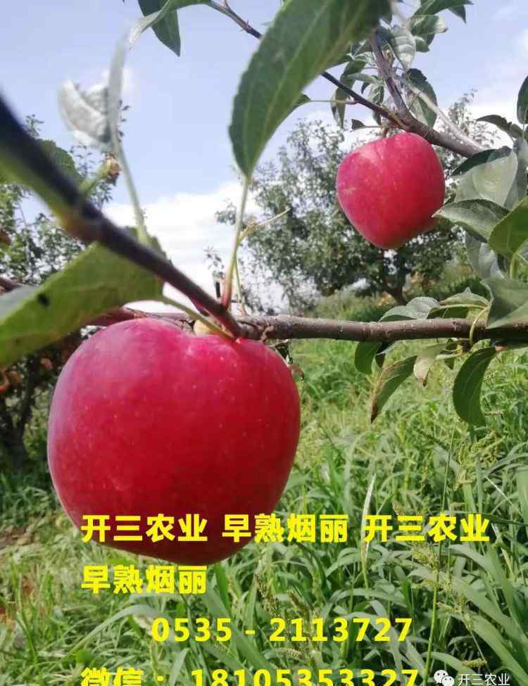 北方果樹(shù)56個(gè)品種 果樹(shù)苗木信息