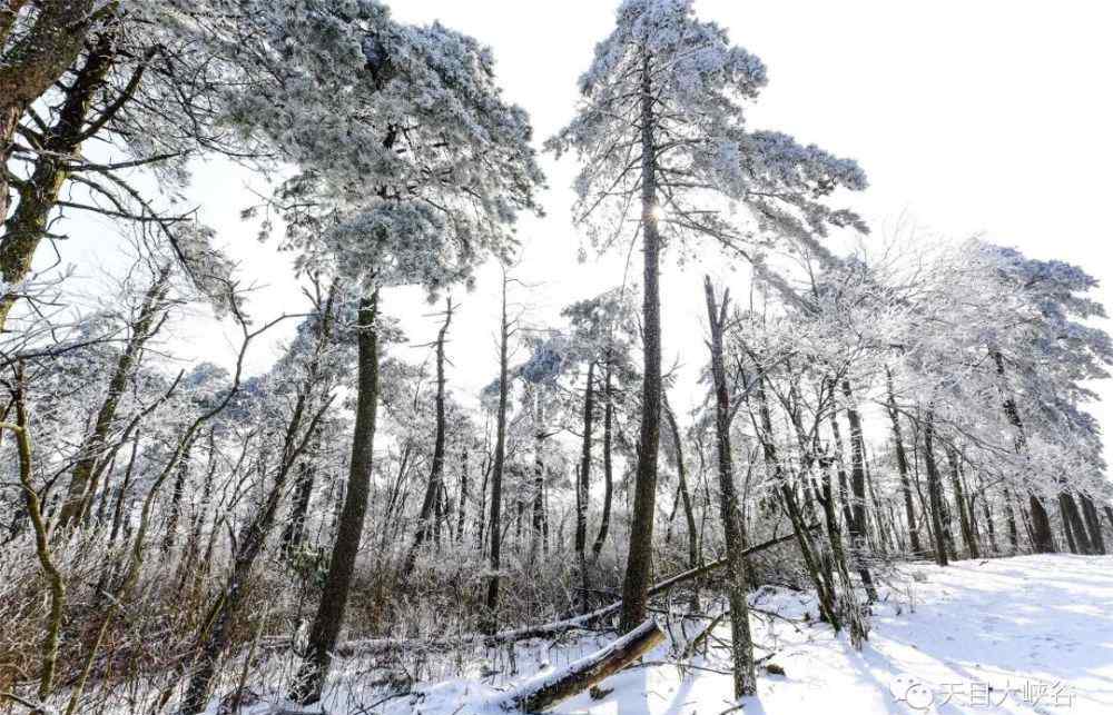 臨安大明山滑雪場 大明山滑雪即將開業(yè)！臨安的冬天都藏著什么？