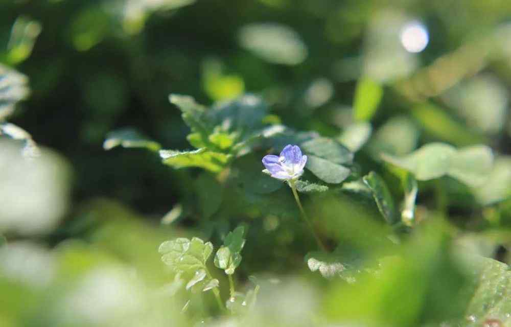 阿拉伯婆婆納花語 人人喊打的入侵植物，遇見中國人后…吃就完事了