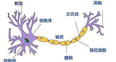 神經(jīng)元的功能 什么是神經(jīng)元？神經(jīng)元是怎樣的結構？神經(jīng)元的作用是什么？