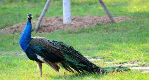 最美鳳凰鳥圖片 真的有鳳凰嗎 世界上長得最像鳳凰的5只鳥