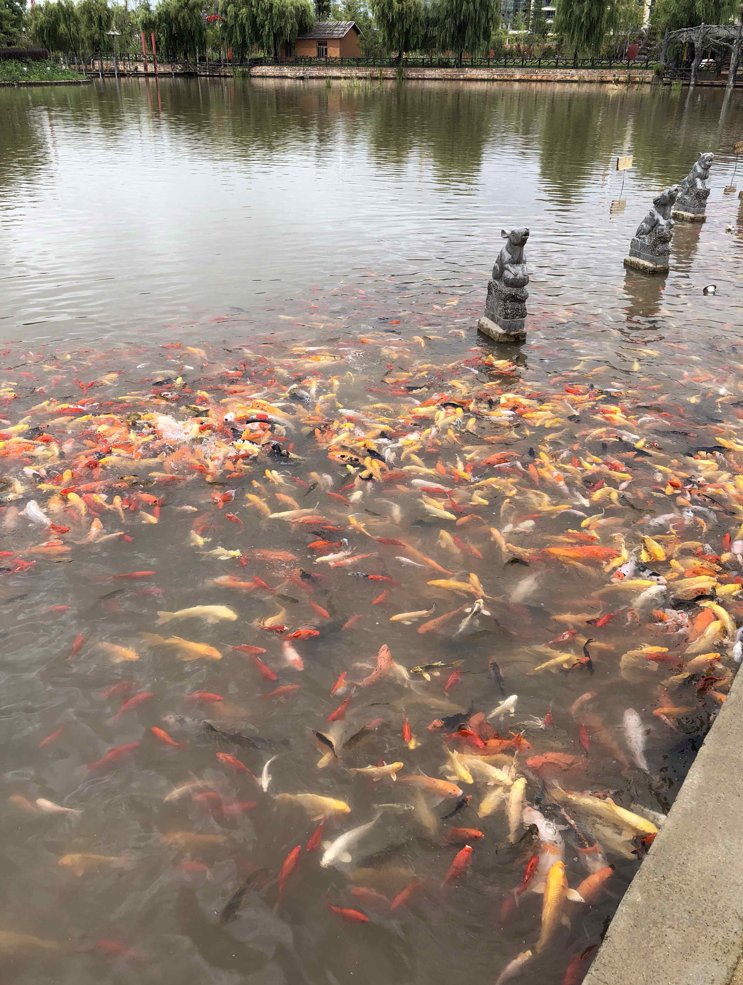 錦鯉魚 錦鯉魚怎么養(yǎng)才有靈性？錦鯉能認(rèn)得主人嗎