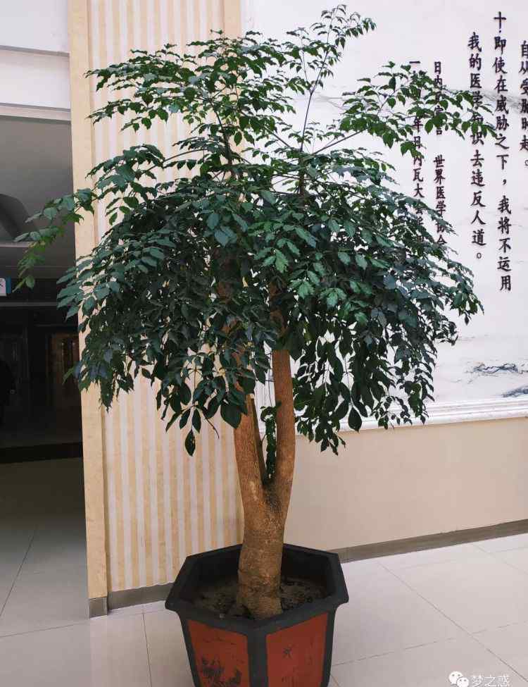 50種盆景植物 常見(jiàn)的幾種室內(nèi)盆栽植物