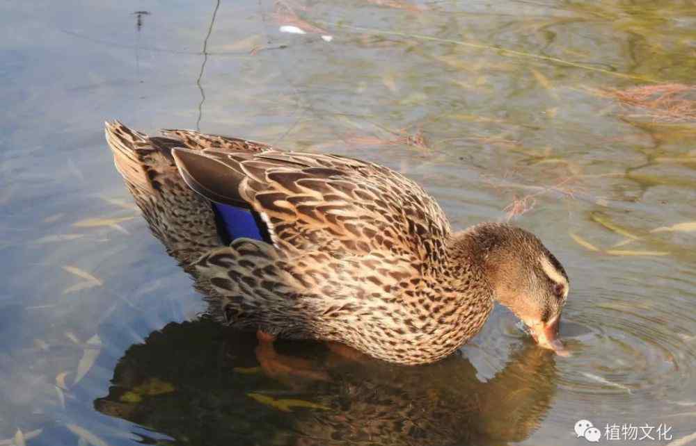 上海大寧靈石公園 大寧靈石公園