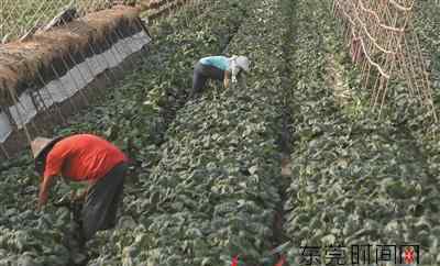 曬菜干 拍客 道滘曬菜干 奶白菜曬起來 煲靚湯齒留香