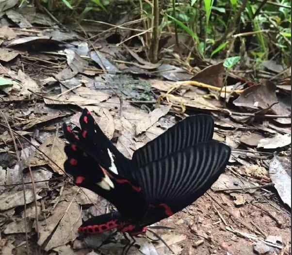 蝴蝶的樣子 鬼蝴蝶長什么樣子圖，傳說蝴蝶是死人的化身真的假的？