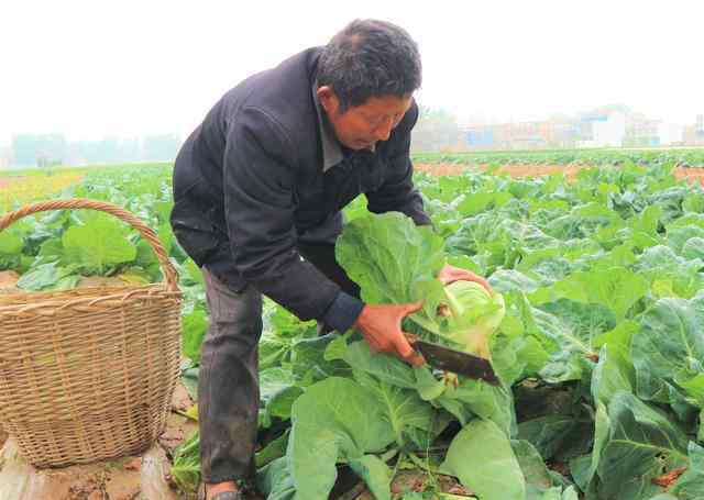 一年四季可以種的蔬菜 農(nóng)民種植這種蔬菜，一年四季都能種植，3畝收入1.2萬元