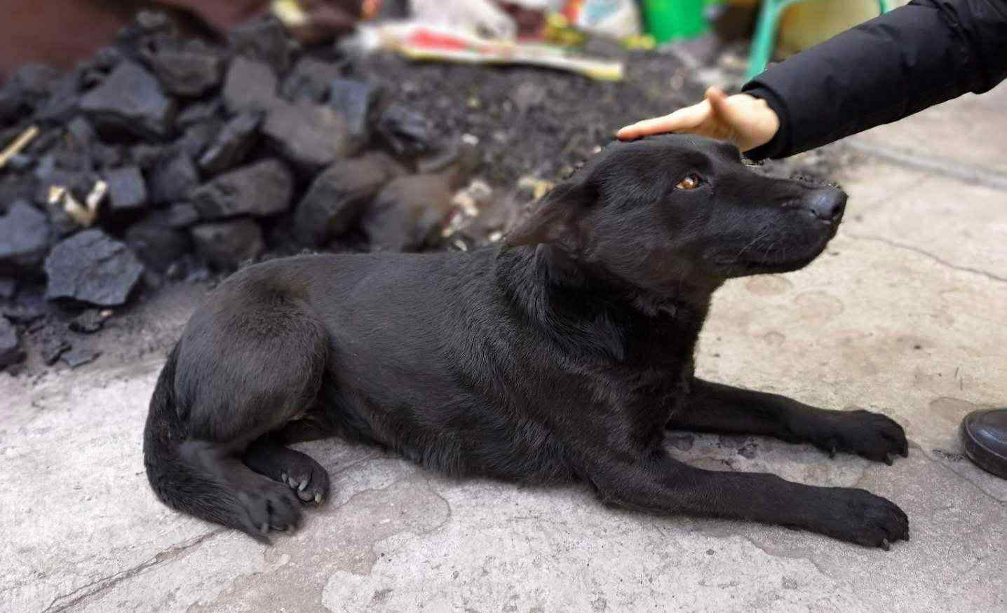 狗血 狗血是什么顏色什么味道，黑狗血辟邪怎么用才有作用