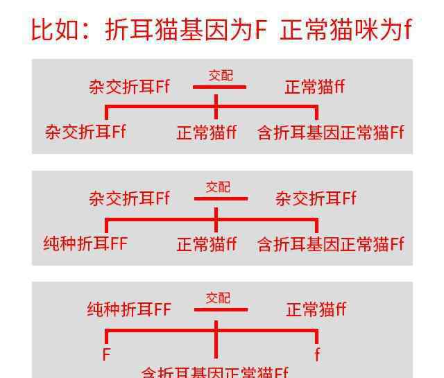 折耳貓生病的早期癥狀 正規(guī)貓舍折耳貓不發(fā)??？顯性基因缺陷，所有折耳貓都會發(fā)??！