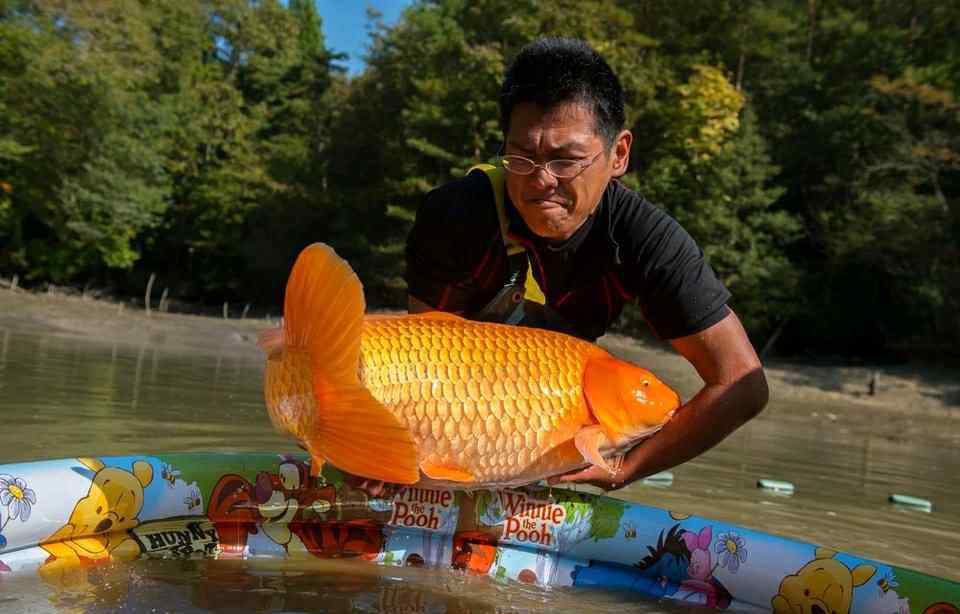 錦鯉魚 錦鯉魚怎么養(yǎng)才有靈性？錦鯉能認(rèn)得主人嗎