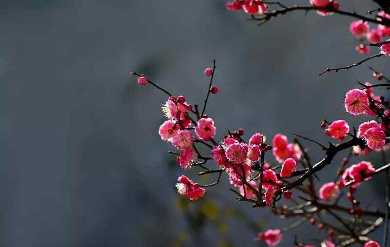 紅梅傲雪詩句 10首梅花詩詞，寫盡梅花傲雪風(fēng)骨