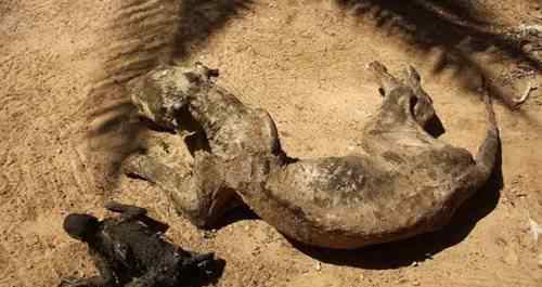 動物園的真相 世界上最可怕的動物園