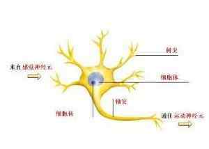 神經(jīng)元結構 什么是神經(jīng)元？神經(jīng)元是怎樣的結構？神經(jīng)元的作用是什么？