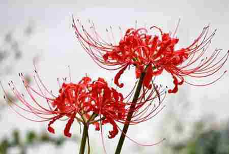 冥界之花 冥界四花分別是哪四花？