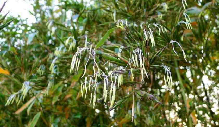 竹子開花有兆頭 竹子開花一定有災(zāi)嗎？家里竹子開花是吉還是兇