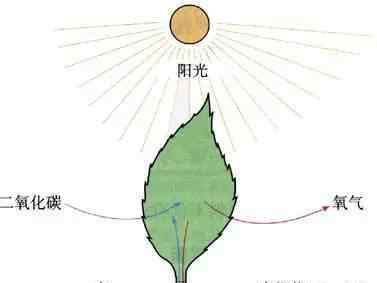 光合作用的意義 【植物知識(shí)】光合作用