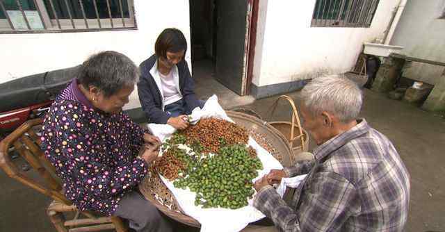 香榧產業(yè) 年產值10個億！小香榧，在浙江諸暨做成了大產業(yè)